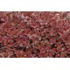 Седум ( Sedum spurium "Red Carpet" )